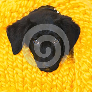 Baby Labrador Retriever dog wrapped in a yellow warm knitted blanket