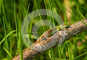 Baby Lacerta viridis or bilineata