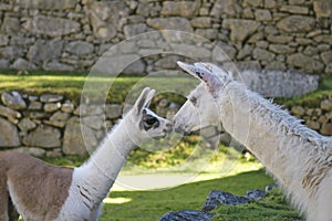 A baby lama and female lama are kissing each other in Machu Picchu area.