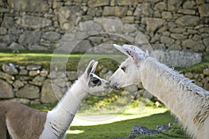 A baby lama kisses mommy lama in Machu Picchu area. photo