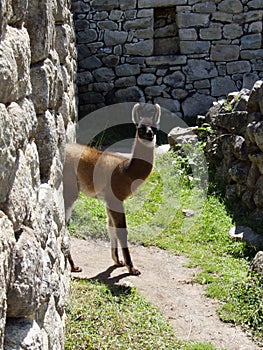 Baby lama at Machu Picchu