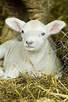 BAby Lamb