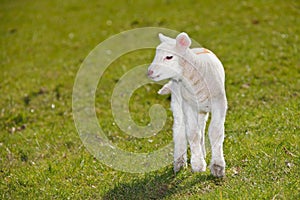 Baby lamb