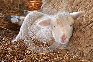 Baby Lamb