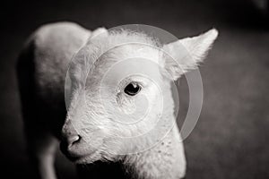 Baby Lamb Face