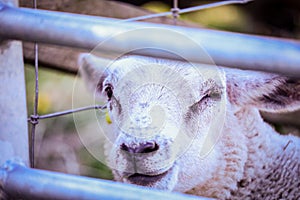 Baby Lamb Face - Sheep Profile At Scotland Farm