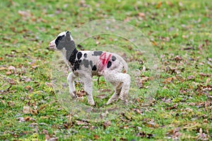 Baby lamb in field in spring during lambing season