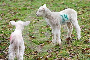 Baby lamb in field in spring during lambing season