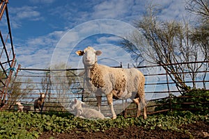 Baby lamb and her maternal sheep