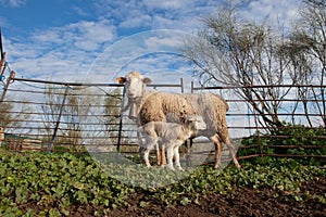 Baby lamb and her maternal sheep