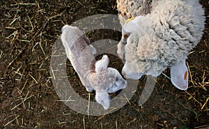 Baby lamb and her maternal sheep