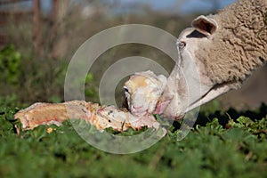 Baby lamb and her maternal sheep photo