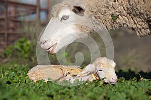 Baby lamb and her maternal sheep photo