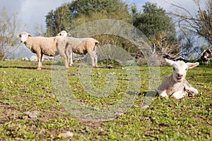 Baby lamb and her maternal sheeps