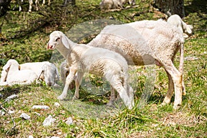 Baby lamb with his mother on mountain meadow.