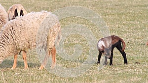 Baby lamb with its mother in the meadow