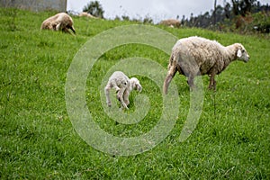 Baby lamb with its mother sheep in a sheep farm