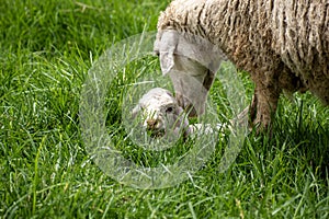 Baby lamb with its mother sheep in a sheep farm