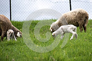 Baby lamb with its mother sheep in a sheep farm