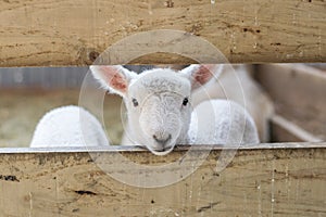 baby lamb looking through fence