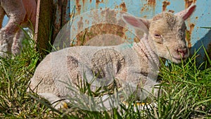 Baby lamb lying in grass
