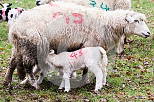 Baby lamb and mother in a field, lamb is feeding from the mother
