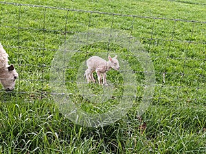 Baby lamb with mother on green field
