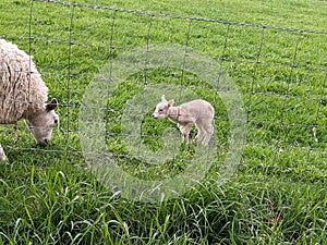 Baby lamb with mother on green field