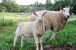 Baby lamb with mother sheep