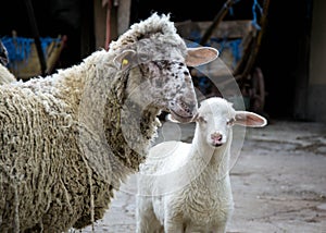 Baby lamb and mother sheep in the farm, looking at the camera. Close up of livestock family