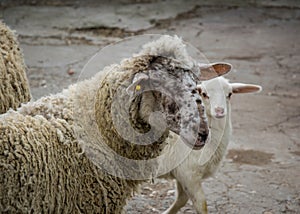 Baby lamb and mother sheep in the farm, looking at the camera. Close up of livestock family