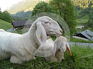 Baby lamb and mother sheep with long floppy ears sitting in the grass . Easter lambs and sheep . Kid sheep and mama animal sitting