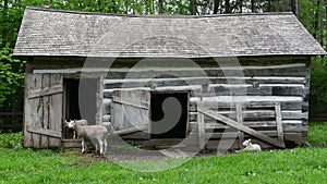 Baby Lamb Nursing Mother Milk