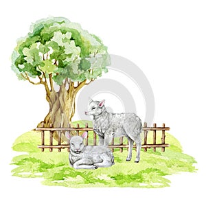 Baby lamb on the pasture under the tree. Watercolor hand drawn illustration. Couple of white baby lambs on the green