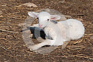 Baby lamb sitting