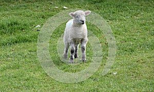 Baby Lamb Standing in a Farm Yard in the Spring