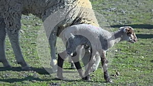 Baby Lamb Walking Next to Mother Ewe Sheep at Farm