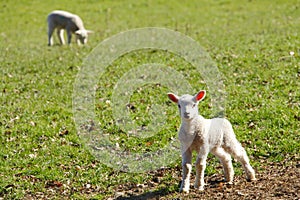 Baby lambs