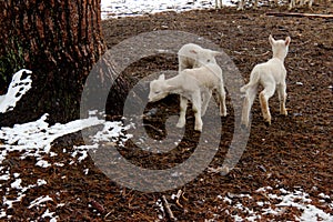 Baby lambs on farm