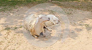 Baby lambs sleeping on the ground