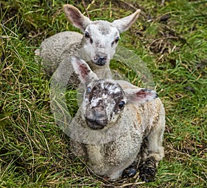 Baby lambs snuggle down in the undergrowth in a field near Market Harborough  UK