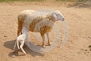 Baby lambs suckle milk from mother sheep