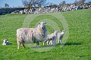 Baby lambs with their mother