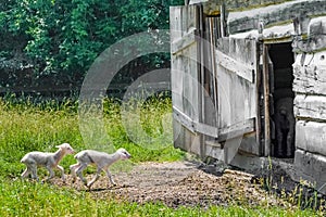 Baby Lambs Walking into Old Fashioned Barn