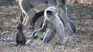 A baby langur monkey plays with leaves at tadoba andhari tiger reserve