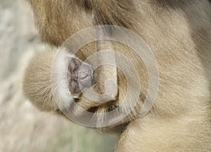 Baby lar gibbon ape, Hylobates lar. A monkey kid sucks his mother.