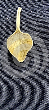 Baby leaf with texture background