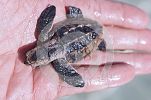 Baby leatherback sea turtle