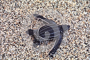 Baby Leatherback sea turtle Dermochelys coriacea newly hatched in Cipara beach, Venezuela