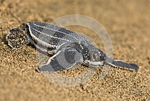 Baby Leatherback Sea Turtle photo